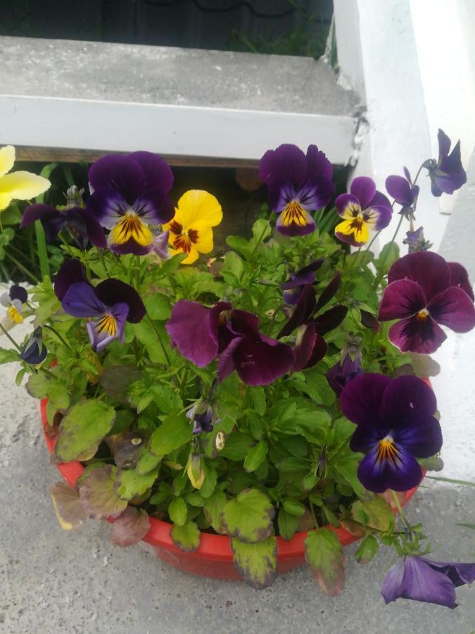 Guest House Lela Rezo Kazbegi Εξωτερικό φωτογραφία